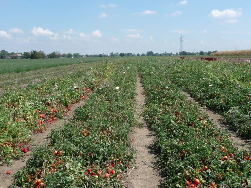 campo pomodori
